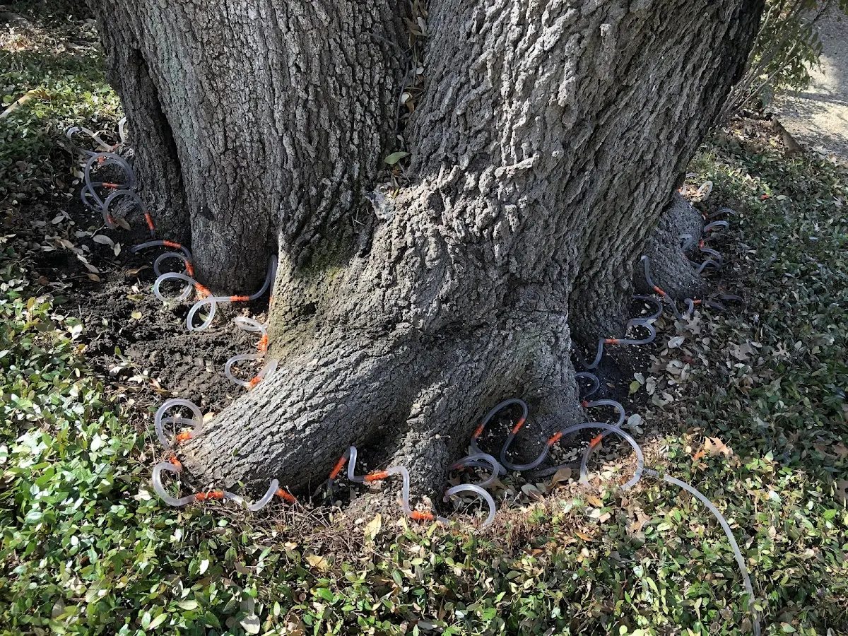 Detailed Tree Cabling and Bracing job site in Lazbuddie